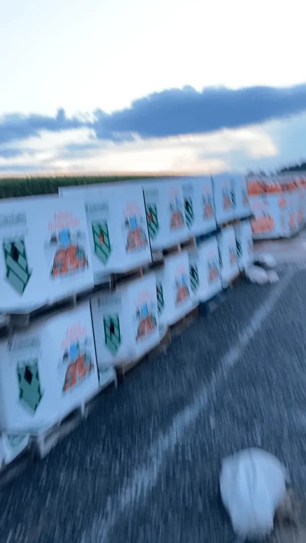 Thousands of pumpkins ready for auction in central PA, video shot 9/14/2026.