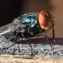 Tracking the path of new world screwworm