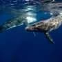 Weeping whales: Stillborn humpback whale grieving documented