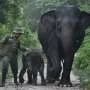 Wildfires push endangered Sumatran elephants to brink: Indonesian NGO