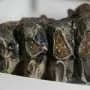 Well-preserved tooth from Pacific mastodon found in a creek in San Francisco Bay Area