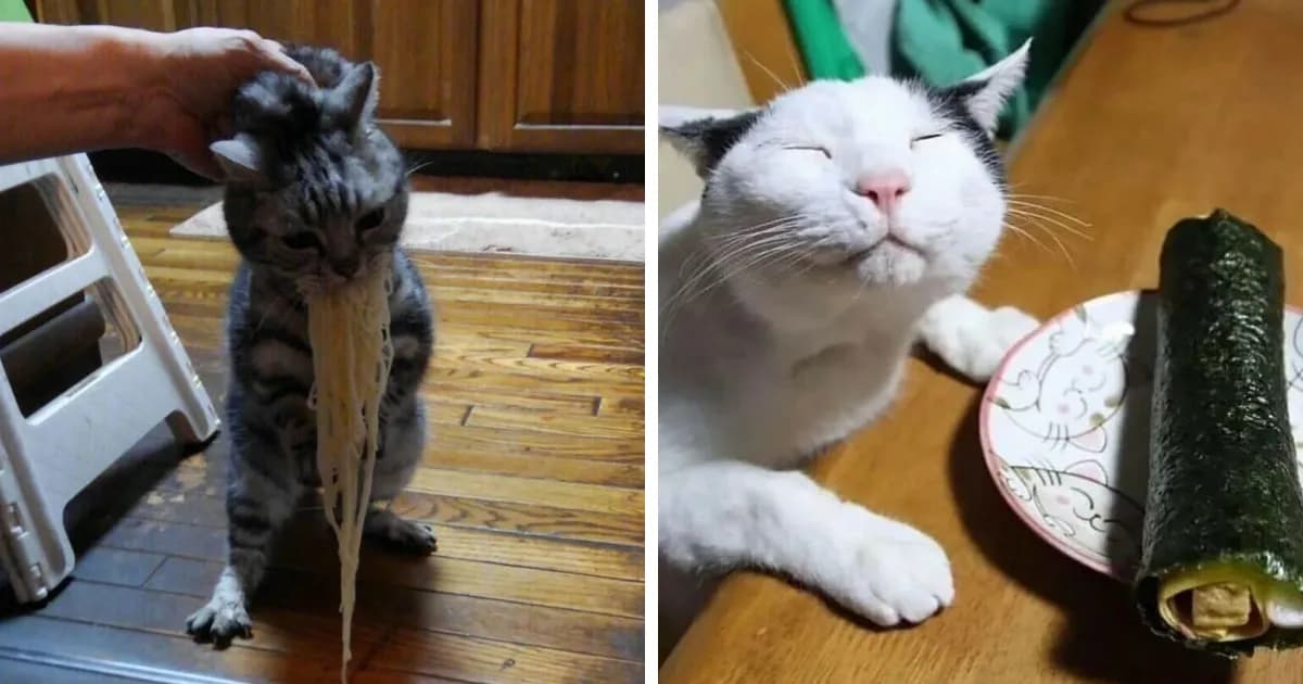 Cat Internet Nonsense: 33 Random Pics From Perfect Meow