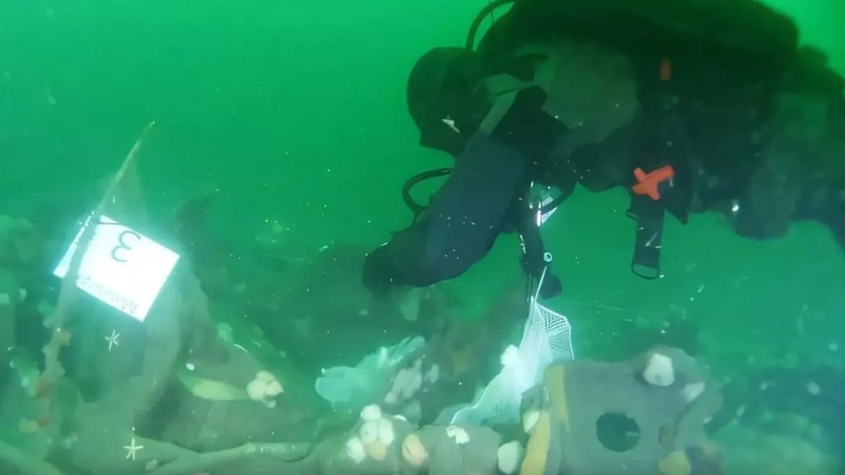 A WW1 Submarine Wreck Is Leaking Explosives Into The North Sea