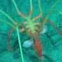 Deep-sea crustaceans caught hitching rides on giant sea spiders