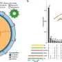 Genome assembly of rice stink bug offers new data-informed tool in fight against costly pest