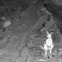 New livestream brings remote Australian arid zone waterhole to the world