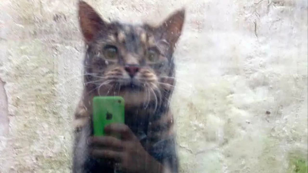 80 Photos That Make Your Brain And Your Eyes Fight About Whatâs Actually In Them