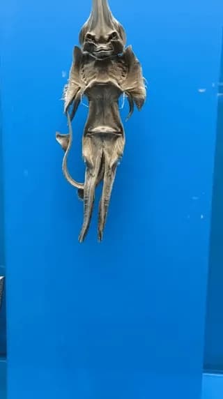 A "Jenny Haniver": A centuries-old dried ray fish modified by sailors to look like a bizarre mythical sea monster