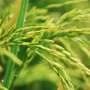 Scaling up the detection of genome-edited rice lines