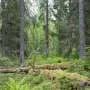 Identifying old-growth forests in Northern Europe requires common scientific criteria