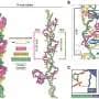 Discovery of CRISPR's long lost ancestor may expand gene-editing toolkit