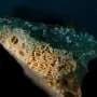 'Plasticorals,' coral rubble fused with plastic, represent a new form of plastic pollution