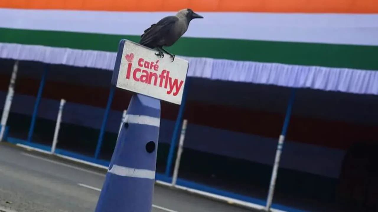 These 43 Photos By Pranay Pariyar Capture The Strange Reality Of Animals Living On The Streets