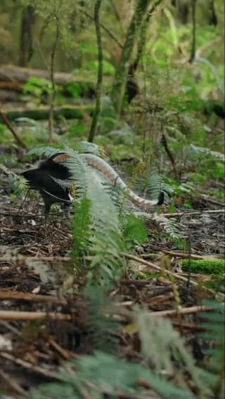 Lyrebird: Also known as the sound recorder,A male can combine numerous imitated sounds into a continuous vocal performance. So when you hear what sounds like several different birds calling around one