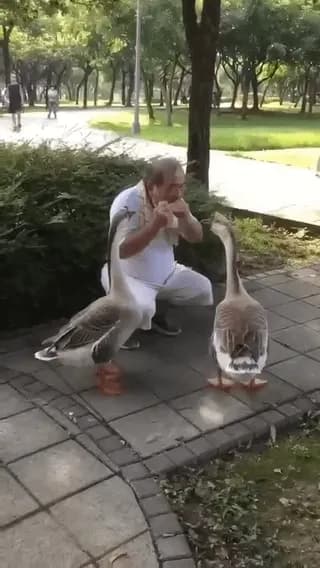 These geese stop to listen as a man plays a mouth harp