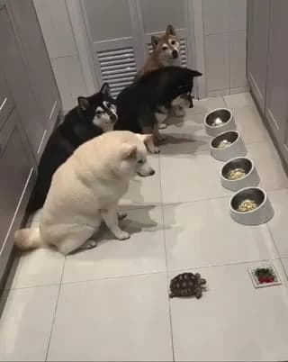 This four dogs have been taught to wait for their slower sibling, before starting their meal