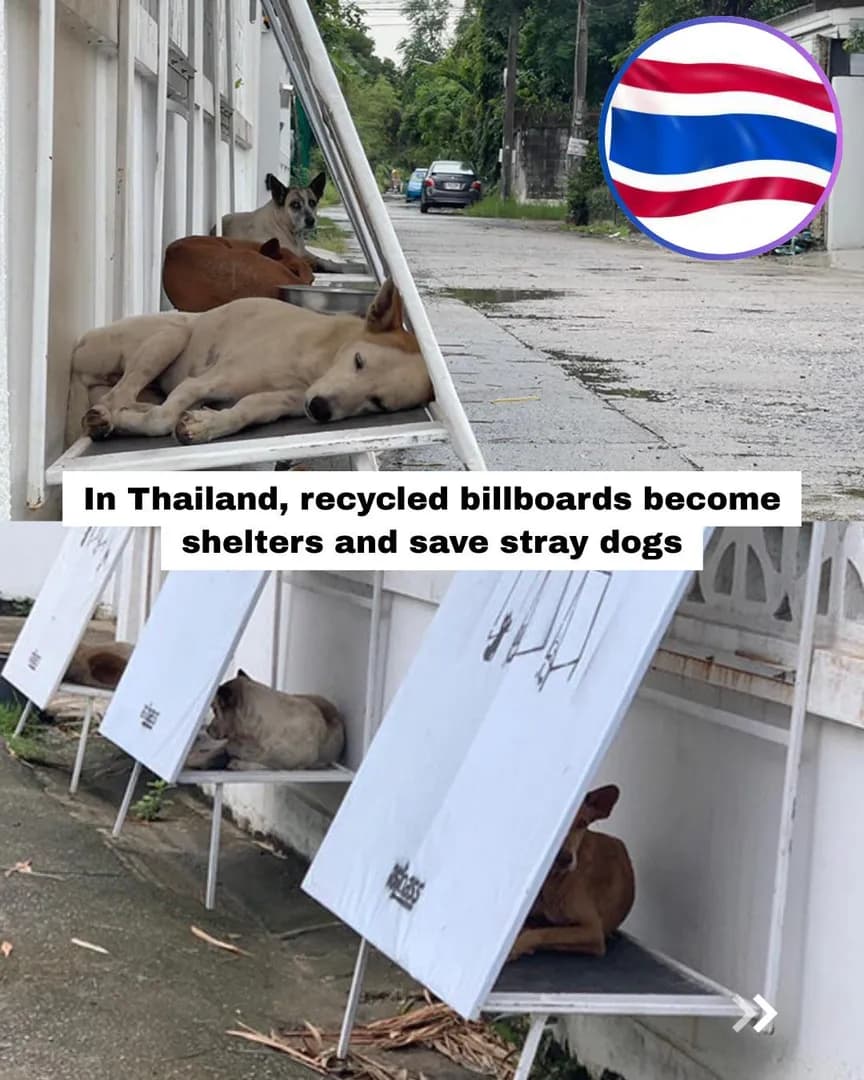 Reusing billboards to keep dogs safe from heat and rain.
