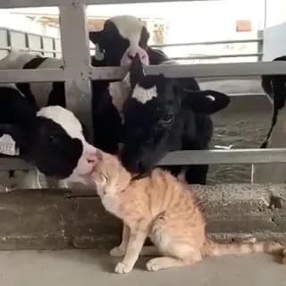 I like how the one cow is like "Licking is fun yes but I actually just want to chew on you"