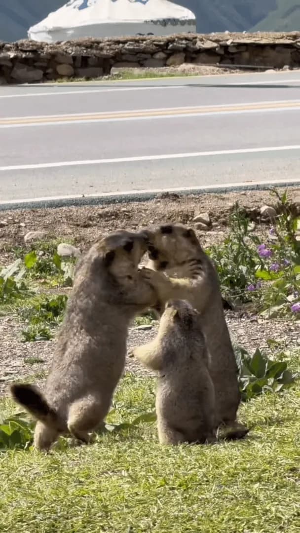 A couple adult Himalayan marmots were throwing hands when a little guy tried to stop the tussle.