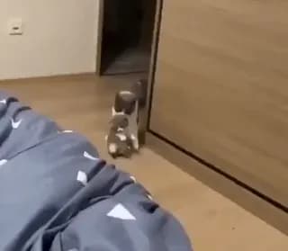 A Cat’s Sweetest Sign of Trust 🥹❤️