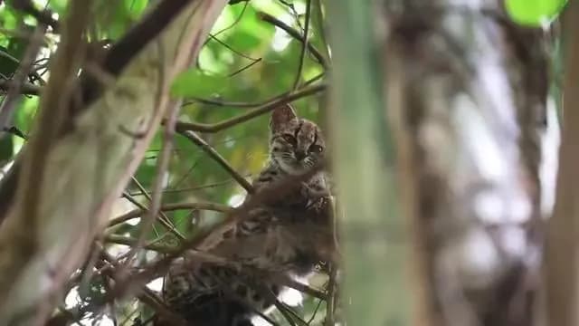 Update on this little cat ๐ His name is Tigrino, the only known member of his species, living at a wildlife sanctuary in Bolivia. Within 24 hours of his story going viral, strangers donated over $100