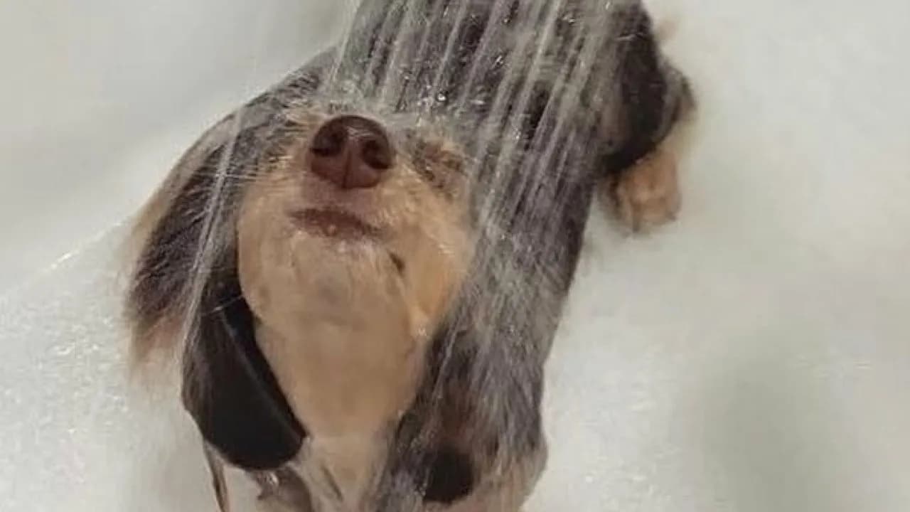 80 Dogs Who Looked At Their Owners Like Bath Time Was The Ultimate Betrayal