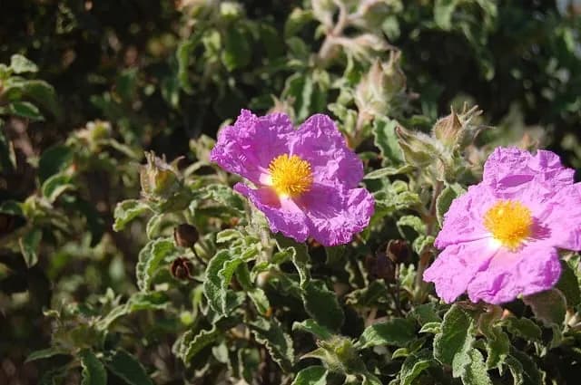 TIL that in ancient times, labdanum, the resin that is the main ingredient of the amber scent in perfumery, was collected by combing it from the beards and thighs of goats and sheep that had grazed on