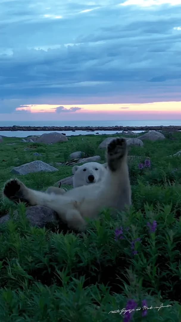 Lazy weekend vibes from the laziest bear of them all.(Shot by Martin Gregus Jr)