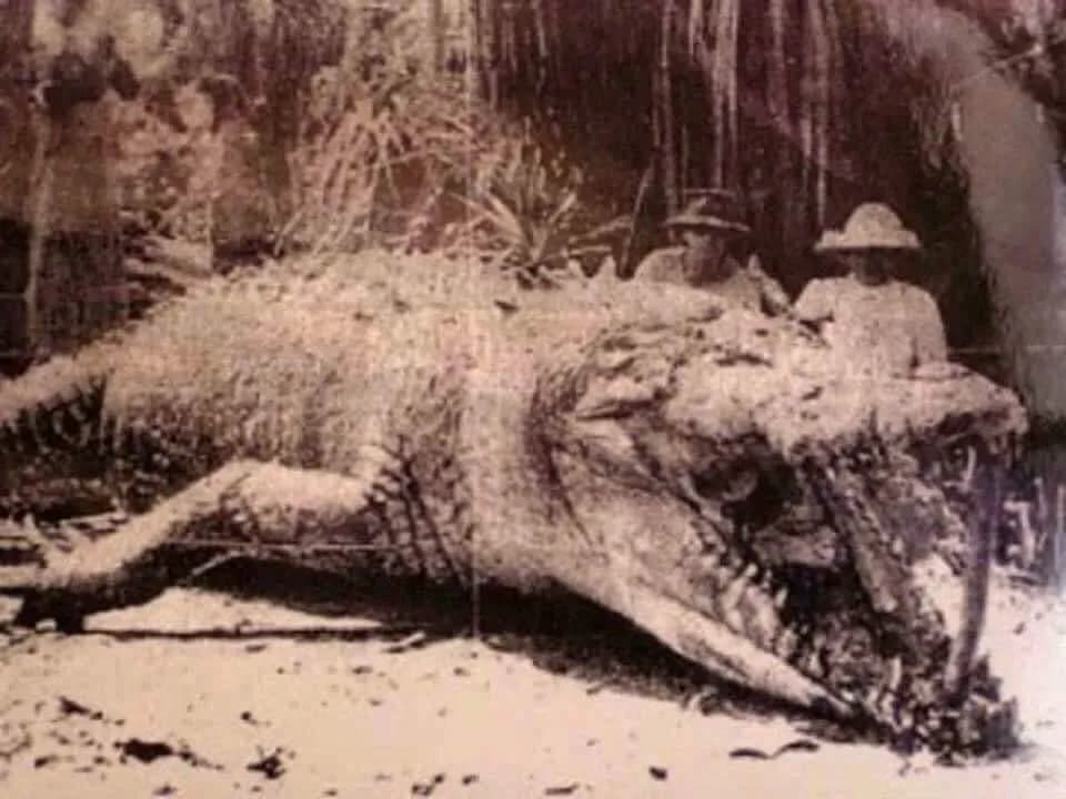 A large crocodile that was killed in Queensland, Australia, in 1914. Estimated to be 28ft but without credible evidence to verify the length.