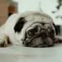 Nasal spray for humans may help dogs during surgery