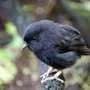 New Zealanders pick endangered black robin as Bird of the Year