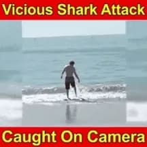 A vicious shark attack on the beach!