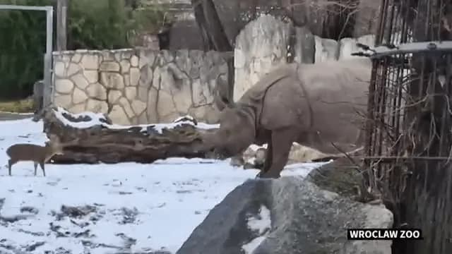 A tiny 13 kg Chinese muntjac deer playfully challenged a 1.7-ton rhino named Maruśka at the Wrocław Zoo in Polandl