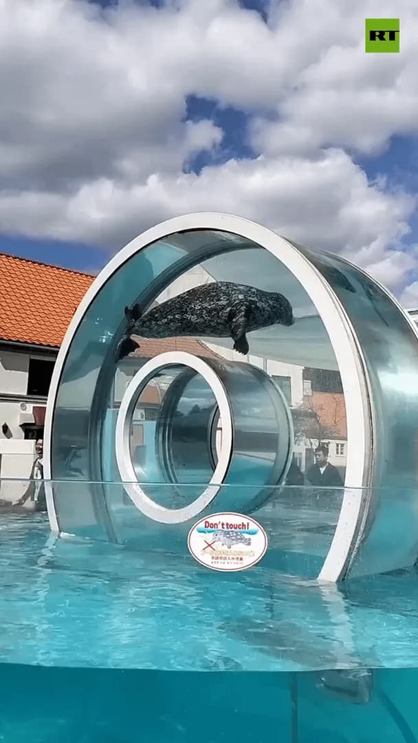 Seals at the Noboribetsu Marine Park in Japan have a water ring so they can get an elevated view of their visitors!