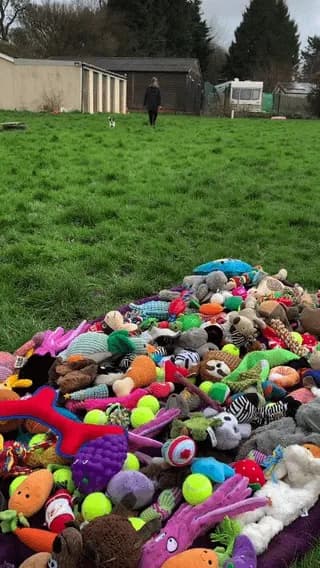 The absolute happiness when a shelter dog finds their perfect toy.