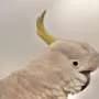 Sydney cockatoos reveal how animal culture helps them adapt to city life