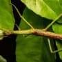 Two new large stick insect species discovered in Australia's backyards and rainforests