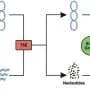 New screening method finds rare DNA gyrase poison for future antibiotics