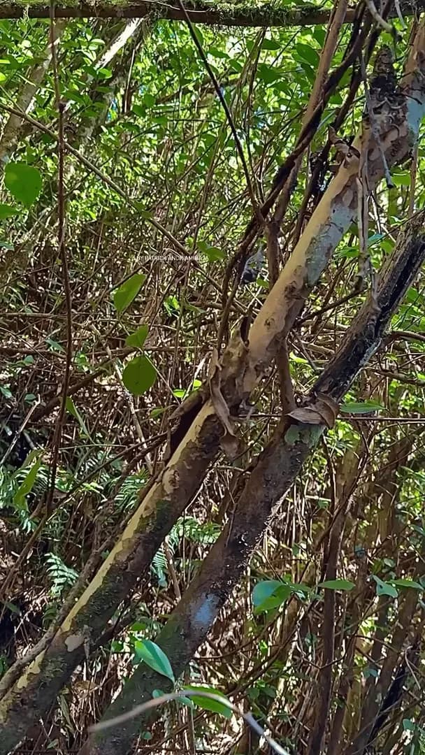 A leaf-tailed gecko spotted in Madagascar, perfectly camouflaged to blend in with its surroundings. Nature never stops amazing us!