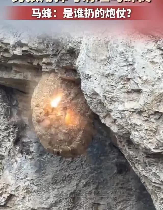 Long-range hornet nest removal by kid